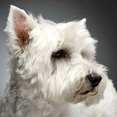 west highland white terrier portraits in studio