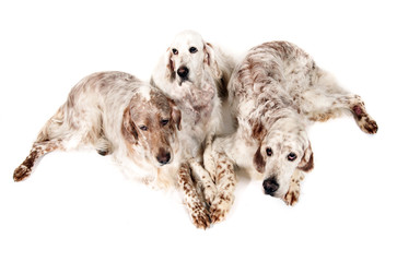 Group of english setters relaxing in a white studio floor