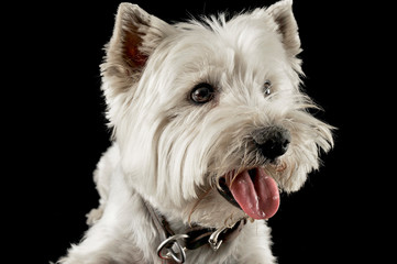 west highland white terrier portraits in studio