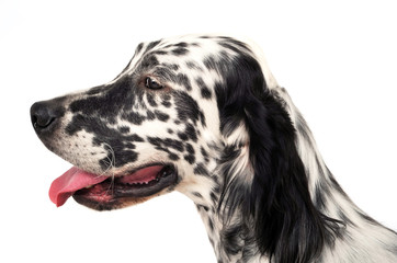 lovely puppy English setter in a white photo background
