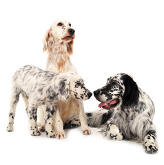 three English setters in a white photo background