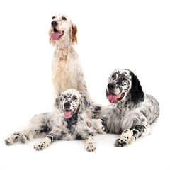 three English setters in a white photo background