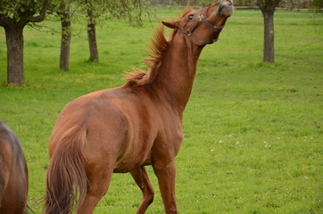 Pferd auf einer Wiese