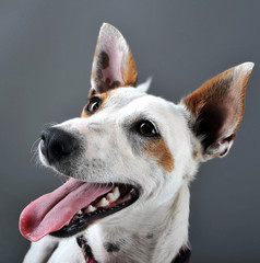 Mixed breed happy dog portrait in grey background
