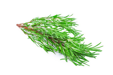 fresh rosemary bunch isolated on white background
