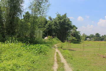 Fototapeta premium rural road in the forest