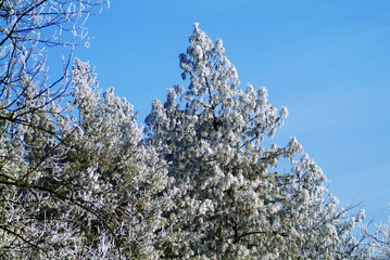 Frozen landscape in Piedmont in northern Italy,  during winter.