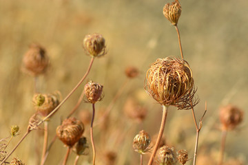 Plants dried in the sun due to drought in Southern Italy.