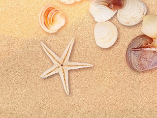 Fototapeta na wymiar Seashell on sandy seacoast. Travel concept