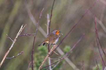 robin on a branch