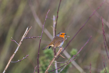 Fototapeta premium robin perched on branch