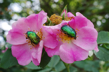 Bronze beetles on dogrose flowers