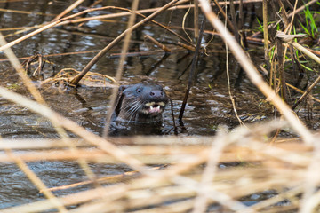 otter in water