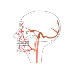 Head or skull vein arteries system isolated flat vector illustration