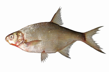 Bream fish on white background. Isolated on white.