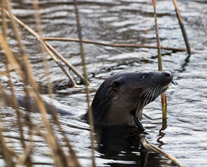 Otter in water