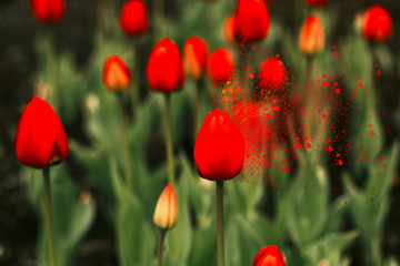 Fototapeta premium pole czerwonych tulipanów wiosną, czerwony tulipan z efektem zgnilizny