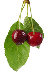 Ripe sweet cherry. Close-up. Isolated on white