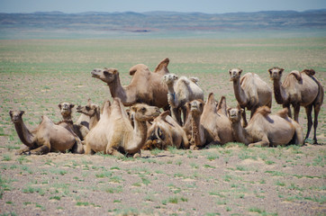 Fototapeta premium Herd of domestic Bactrian camels. Pack animal since ancient times. Tolerance for cold, drought, and high altitudes. Travel of caravans on the Silk Road. Nature and travel. Mongolia, Uvs Province