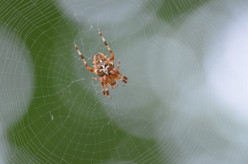 Kreuzspinne
