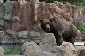 Majestic predator brown bear