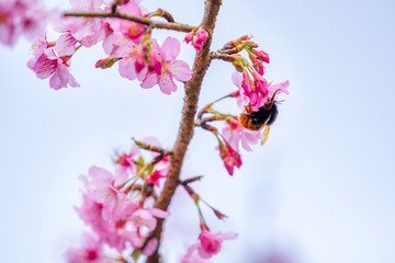 Beautiful cherry blossoms sakura tree bloom in spring over blue sky, copy space, close up.