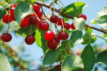 Ripe cherries on blue sky background