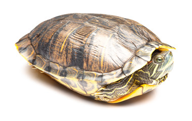 Obraz premium side view pet turtle red-eared slider or Trachemys scripta elegans on white