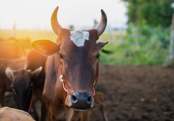 The cow is raised in the stable to be food for humans