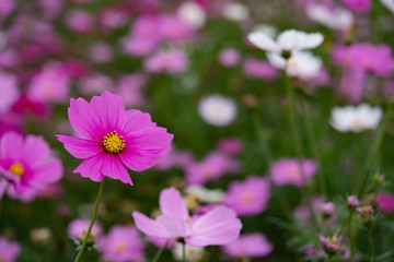 macro of beautiful daisy or Cosmos bipinnata Cav in the field