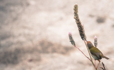 Closed up Dark-necked tailorbird (Orthotomus atrogularis)looks at the sweetness of flowers in the morning