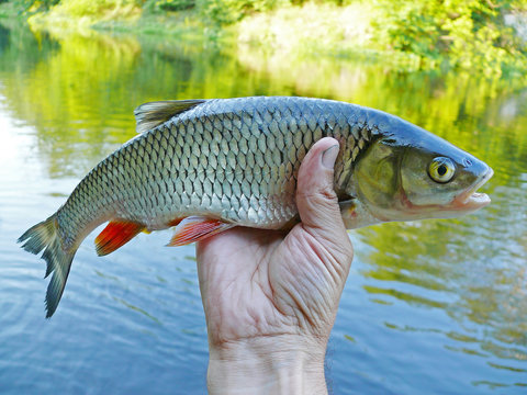 Chub fish in angler's hand