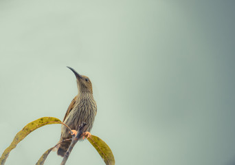 Streaked Spiderhunter (Arachnothera magna) in real nature of Thailand ,Add noise in post process for smooth of picture