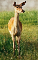 deer in the grass