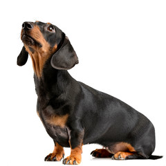 Studio shot of an adorable short haired Dachshund - 242837974