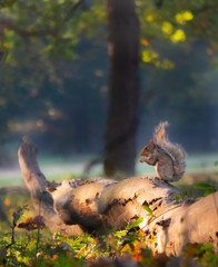 Squirrel alone in the early morning with a nut