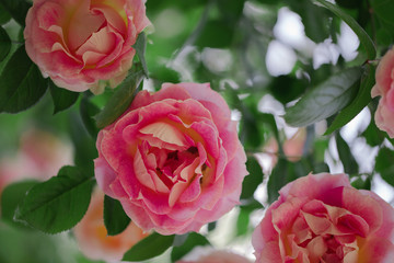 Beautiful pink roses in a summer garden.