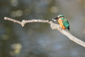 カワセミの食事