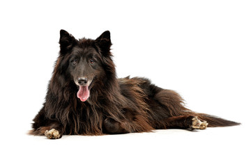 Studio shot of an adorable Belgian shepherd
