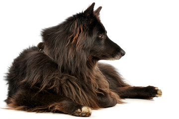 Studio shot of an adorable Belgian shepherd