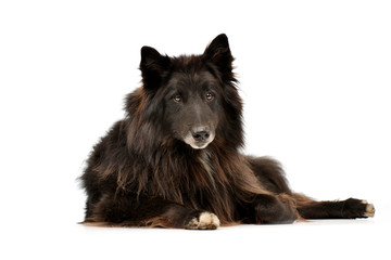 Studio shot of an adorable Belgian shepherd