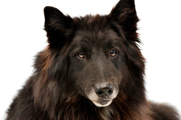 Studio shot of an adorable Belgian shepherd