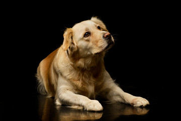 Studio shot of an adorable mixed breed dog