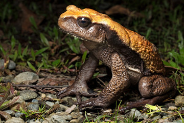 big tropical rain forest toad, Rhaebo blombergi from the tropical jungle of Colombia. An endangered species in need of nature conservation.