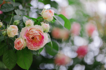 Beautiful pink roses in a summer garden.