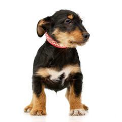 Studio shot of an adorable mixed breed dog