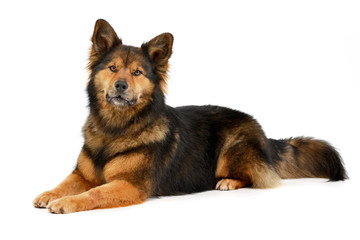 Studio shot of an adorable mixed breed dog