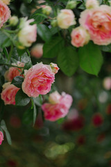 Obraz premium Beautiful pink roses in a summer garden.