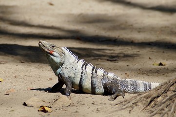 Leguan