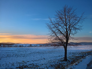 Leafless tree at the sunset in the winter